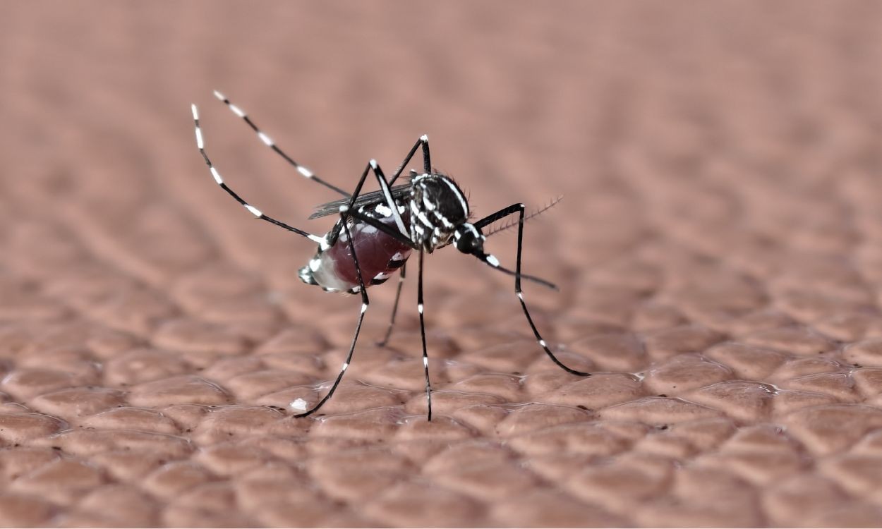 Ipatinga tem três áreas com alto índice de infestação pelo Aedes, aponta LIRAa