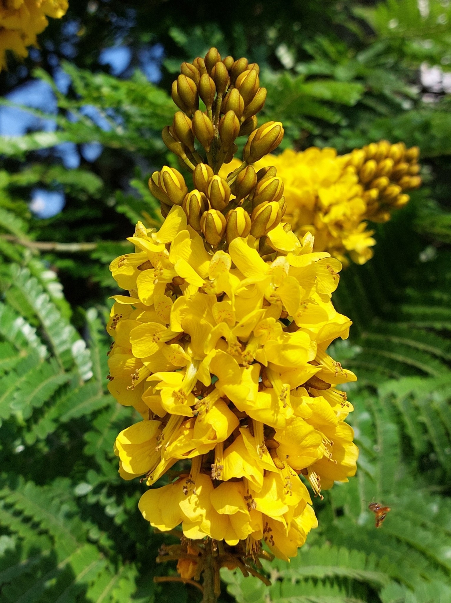 Sibipiruna: a árvore das flores amarelas que enche de cor as cidades