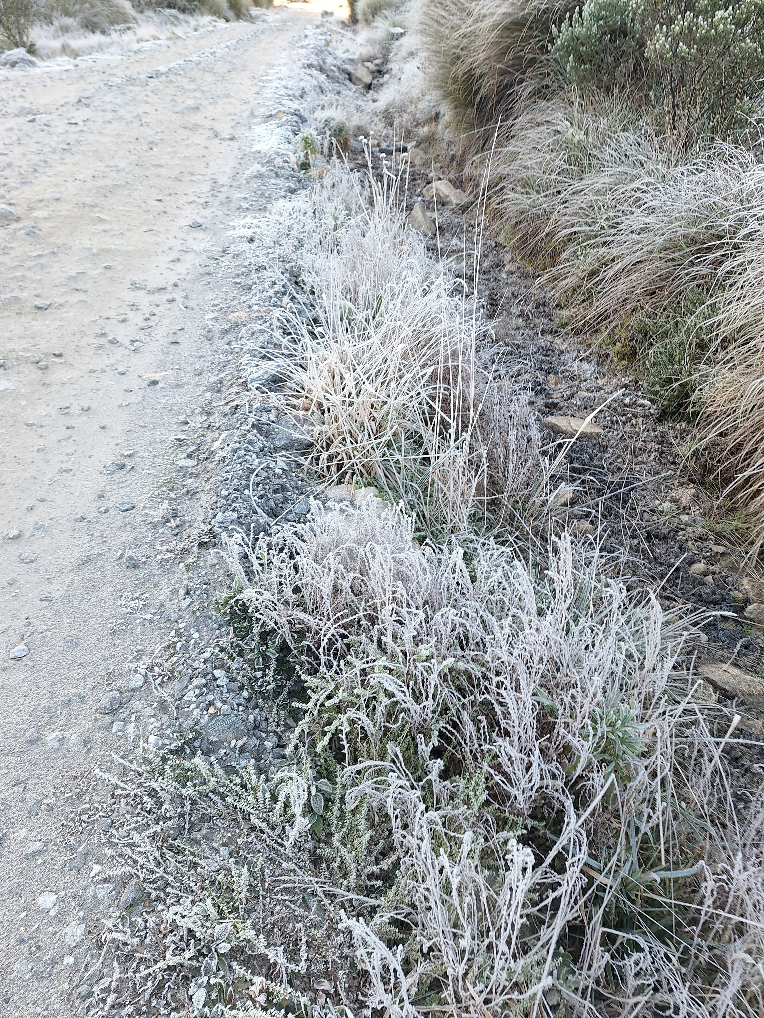 FOTOS: Vegetação amanhece 'pintada' de branco no Parque Nacional do Itatiaia