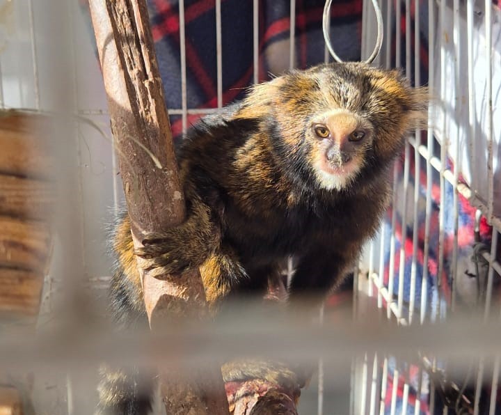 Atropelada na MG-173, sagui-caveirinha terá papel decisivo na luta pela conservação da espécie