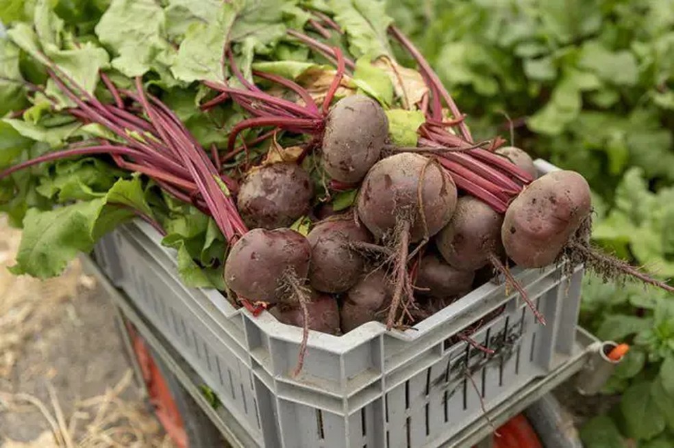 As folhas de beterraba são repletas de compostos saudáveis, mas costumam ser ignoradas ou descartadas. — Foto: GETTY IMAGES via BBC