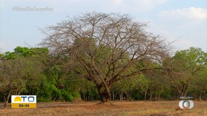 Projeto do Governo do TO visa plantar 100 mil mudas de árvores nativas do cerrado por ano