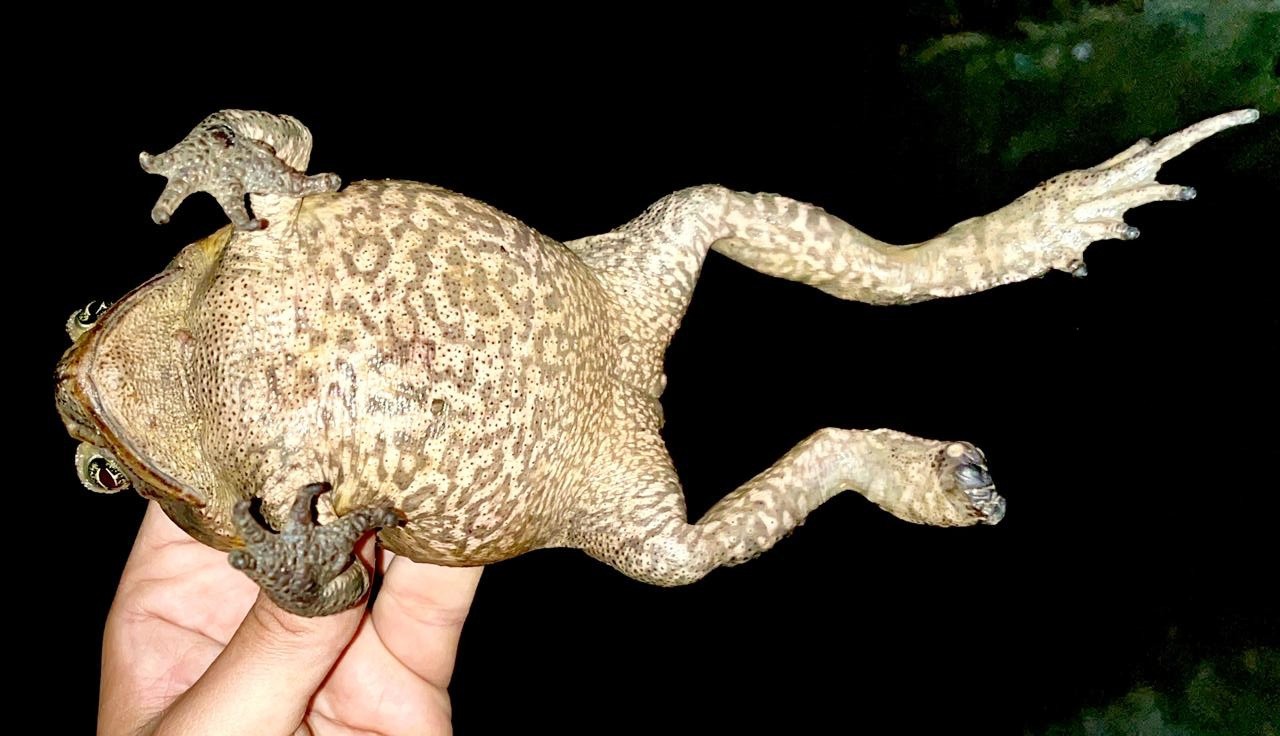 
Deformidades dos sapos de Fernando de Noronha chega a 50% dos casos, maior percentual do mundo, diz pesquisador