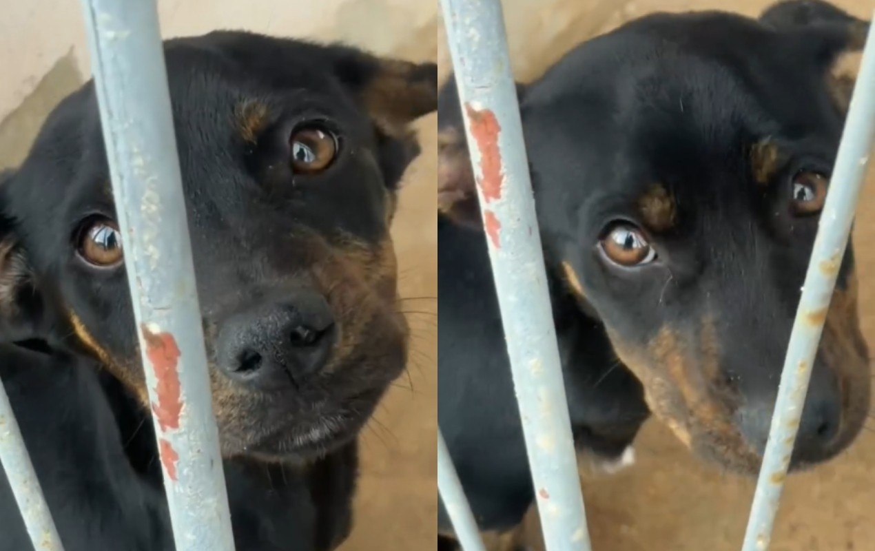 Com fome e sede, filhote de cachorro é visto comendo pedras e é resgatado em Itapetininga; tutora é presa