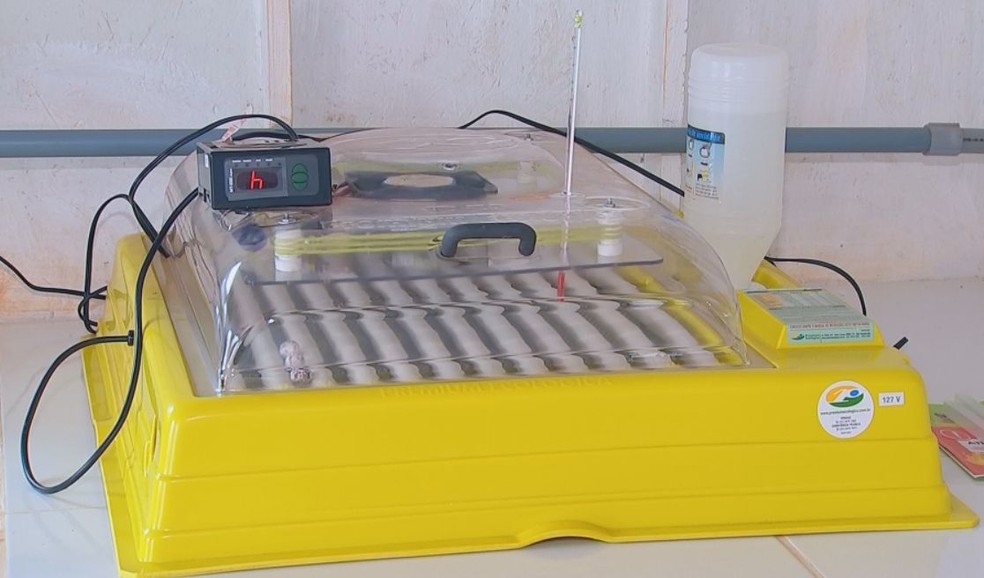 Ovos resgatados pela equipe em Botucatu ficam em uma incubadora digital — Foto: TV TEM/ Reprodução