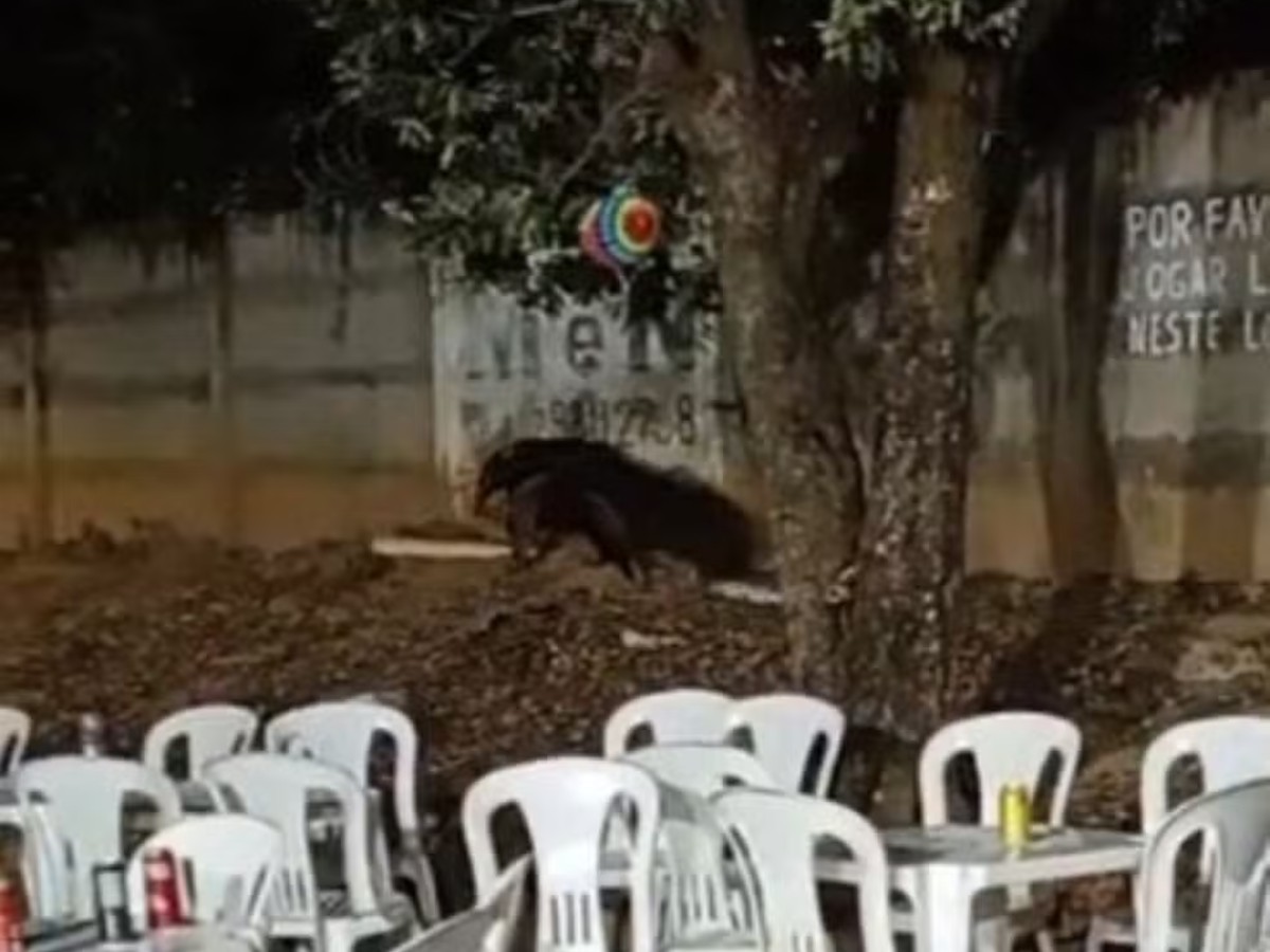 Tamanduá-bandeira surpreende em festa junina