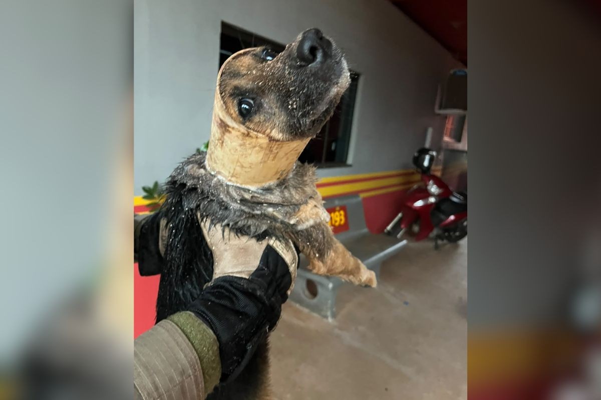 Cachorro fica preso em cano durante chuva forte e é resgatado por Bombeiros em MS