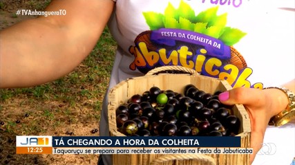 Produtores se preparam para a festa da colheita da jabuticaba