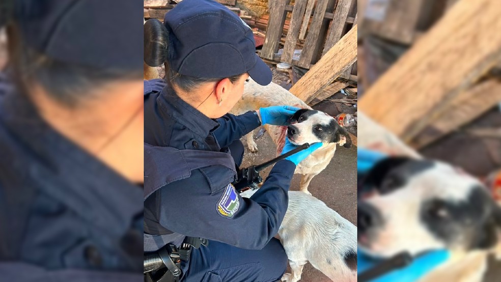 1 de 2
Homem &eacute; preso ap&oacute;s cortar orelha de cachorro com faca em Botucatu &mdash; Foto: Guarda Civil Municipal