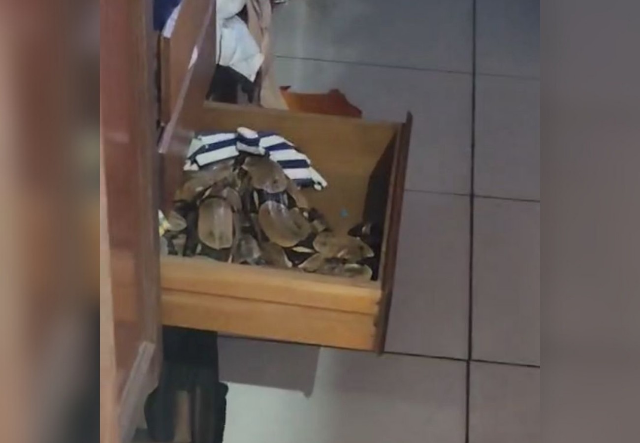 Morador encontra jiboia dentro de gaveta do guarda-roupa: 'Muito assustado pelo perigo'