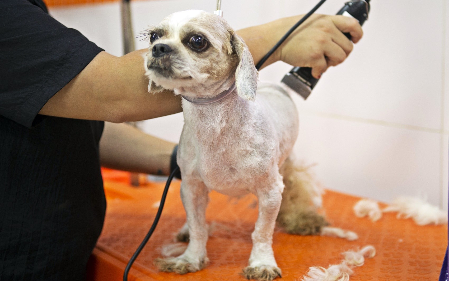 Universidade realiza ação social para prevenção do câncer de mama em cadelas e gatas em Salvador
