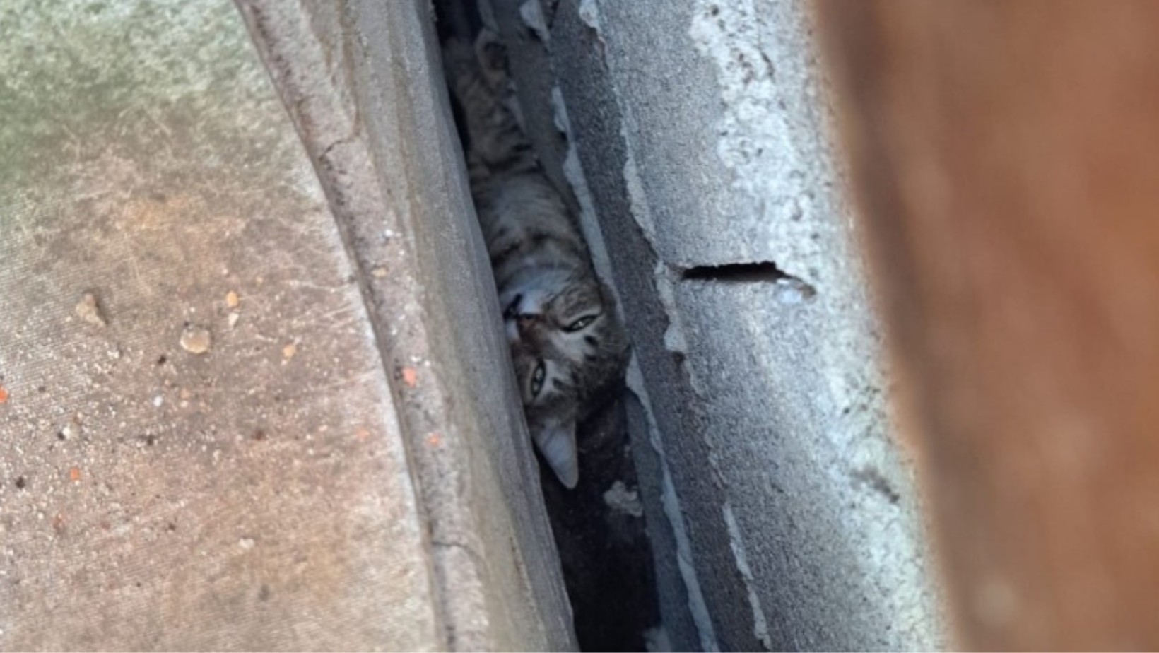 Gato é resgatado pelos bombeiros após ficar preso no vão entre duas paredes em Caraguatatuba, SP