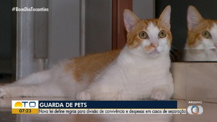 Nova lei define regras para guarda de animais de estimação