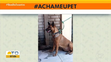 Tutor pede ajuda para encontrar cadela Maia no quadro Acha Meu Pet