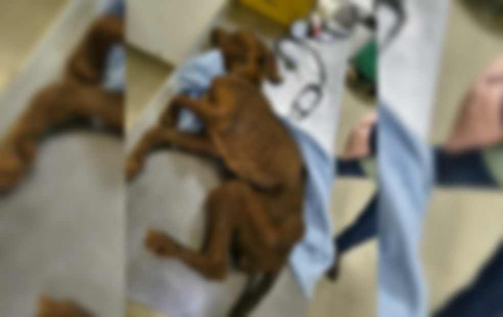 1 de 2
Mulher é presa por maus-tratos após cachorro ser encontrado em estado grave em Botucatu — Foto: Polícia Civil/Divulgação