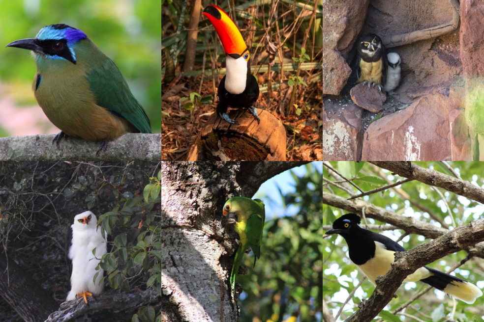 Aves registadas por biólogos no Buraco das Araras. — Foto: Daniel de Granvil / Salete Cinti