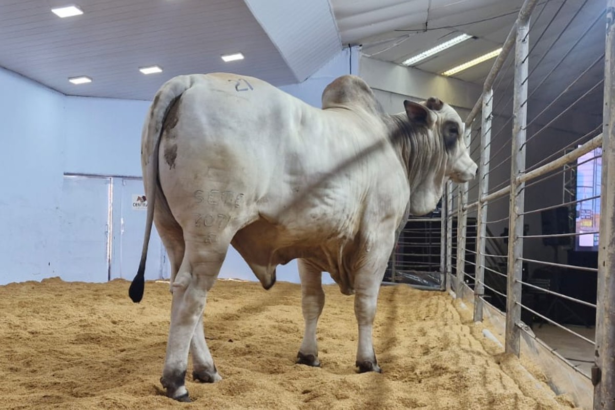 Expogrande 2026 bate recorde e movimenta mais de R$ 850 milhões na economia de MS