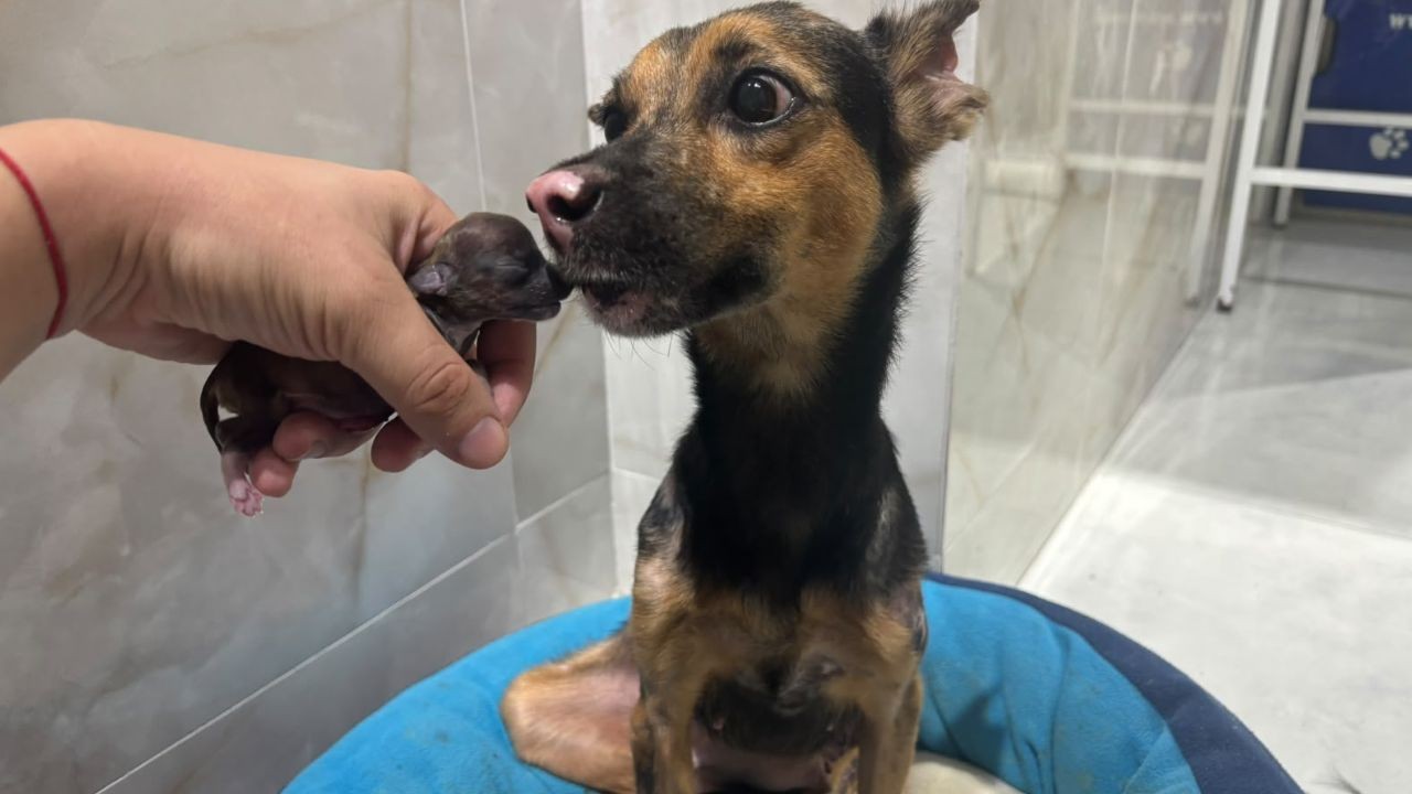 Cadela que sobreviveu a incêndio em Santana dá à luz três filhotes e 'sorri' ao receber visitas