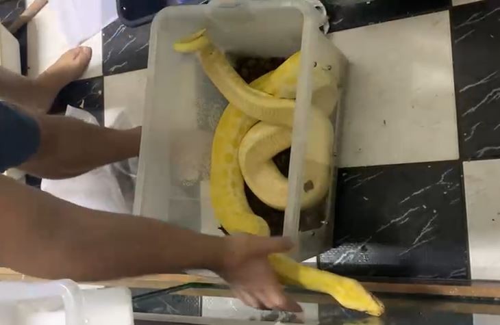 VÍDEO: PF resgata 60 cobras, 7 lagartos, 19 aranhas e 4 tartarugas em casa de suspeito de vender animais pela internet em Campinas