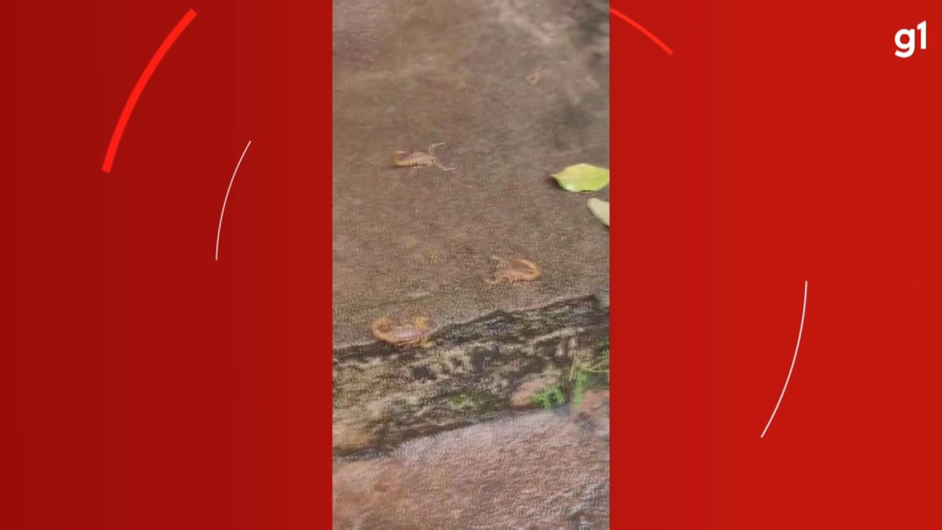 Infestação de escorpiões aparece em cemitério após túmulos inundarem em enchente