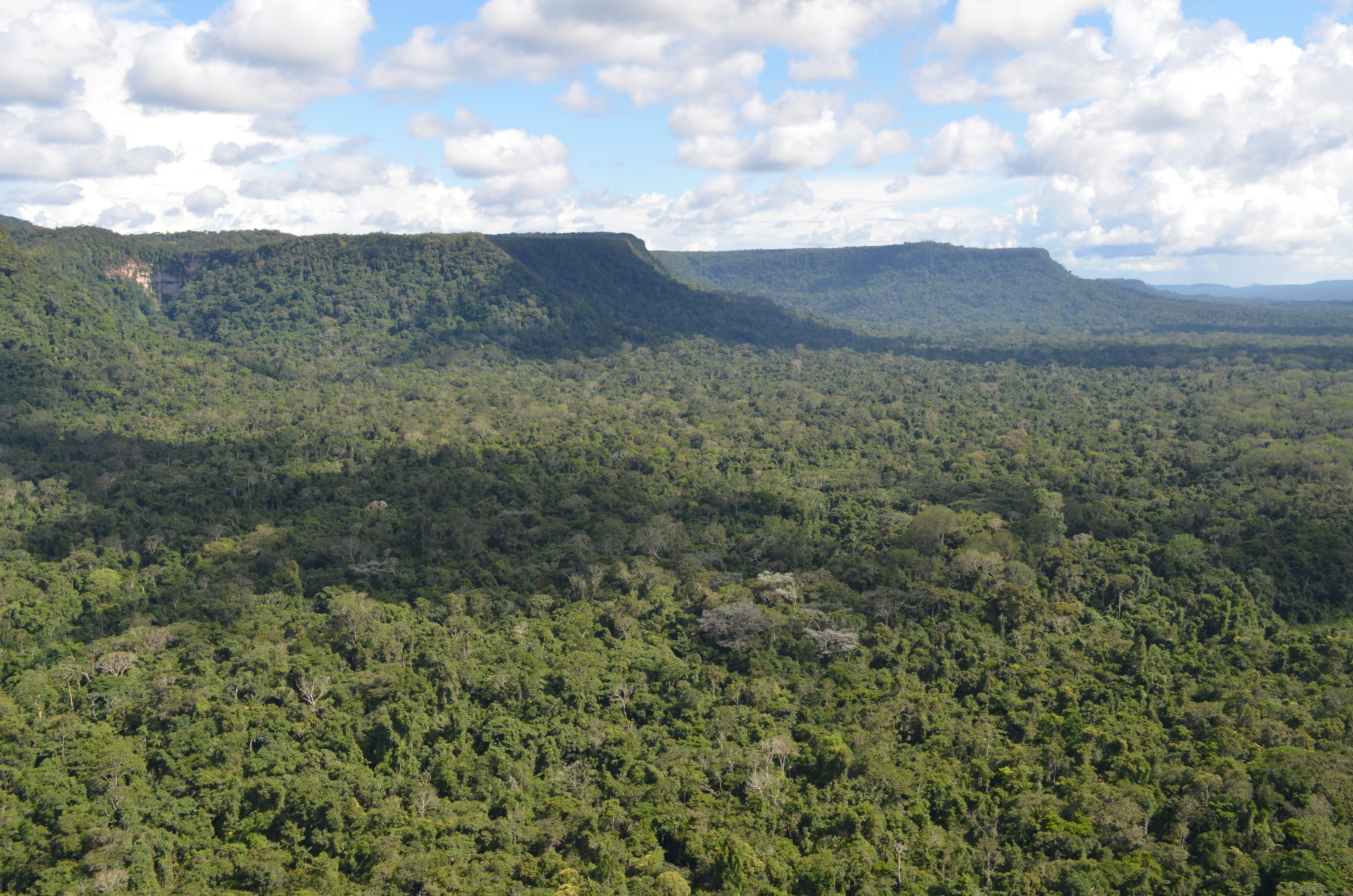 Por que algumas regiões concentram mais espécies? Ciência encontra resposta no clima