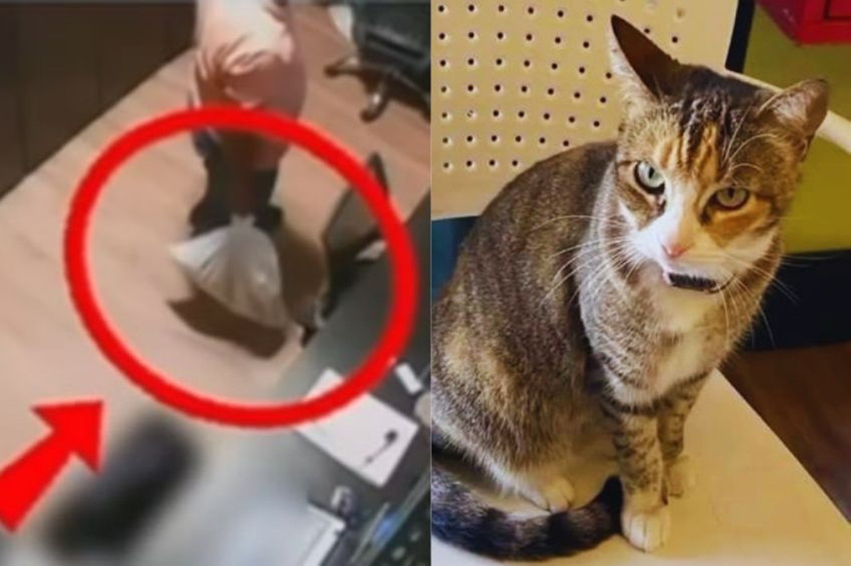 Em destaque: Homem é preso em Alagoas suspeito de maus-tratos contra gata conhecida como Camila Regina