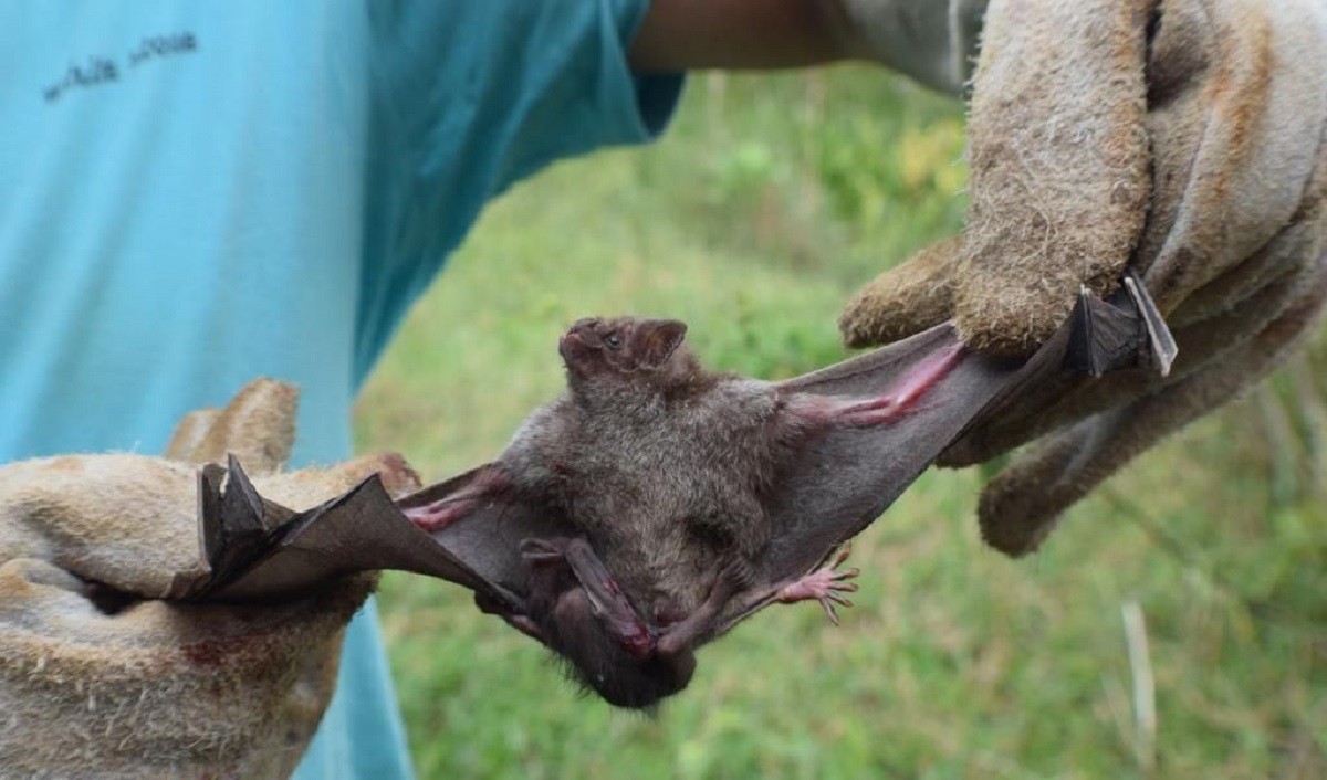 Três animais morrem infectados por raiva em Juiz de Fora 