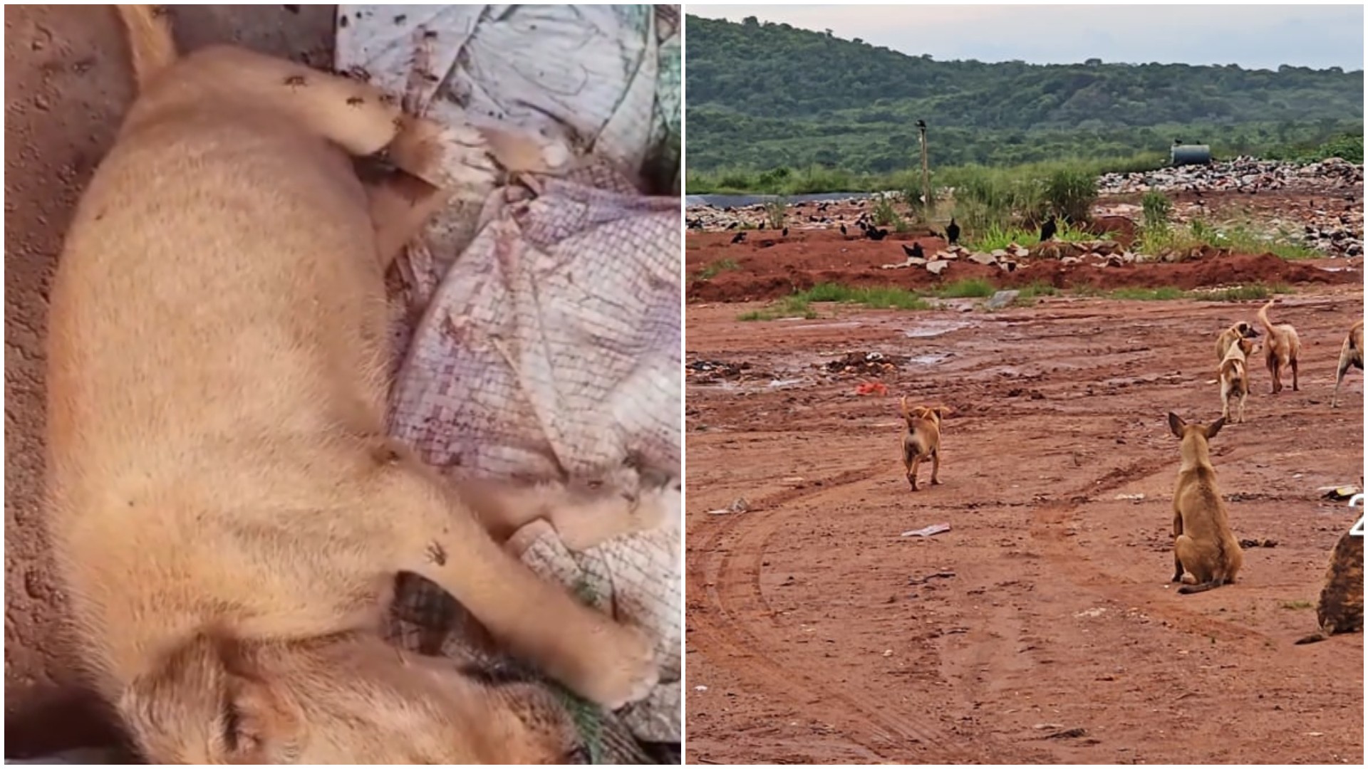 Aterro sanitário tem dezenas de cachorros em situação de abandono no interior do Ceará