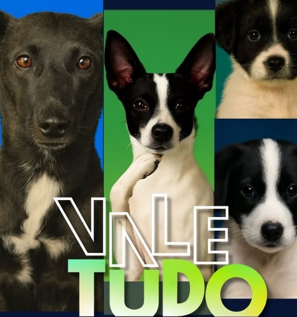 Quem adota Odete Roitman? ONG faz campanha inspirada em 'Vale Tudo' e batiza cães com nomes de personagens