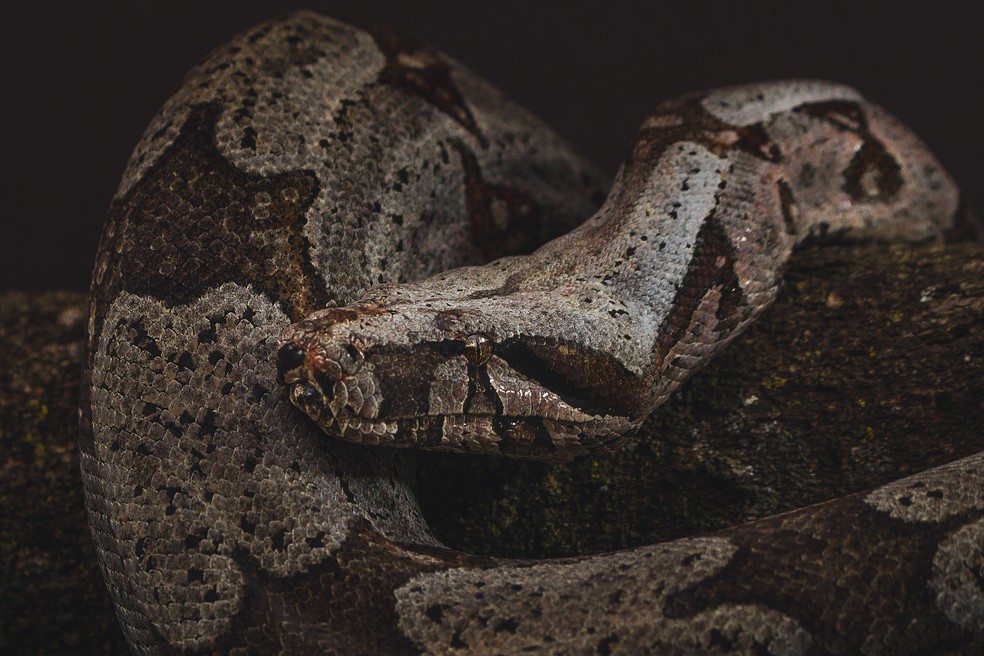 As jiboias não possuem nenhum tipo de peçonha — Foto: Luís F. Lima