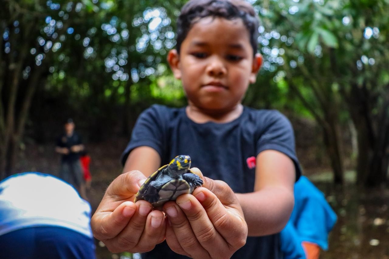 Ação ambiental devolve mais de 900 tracajás à natureza em comunidade do Amazonas