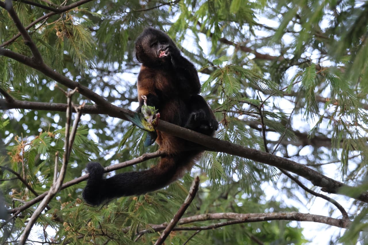 Observador flagra macaco-prego-de-crista se alimentando de periquito-rico