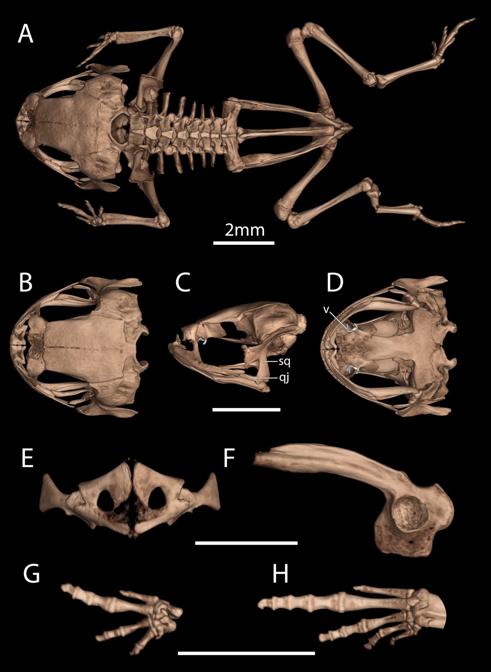 Tomografia em alta resolução do Brachycephalus lulai usada na descrição da nova espécie — Foto: Reprodução/Journal PLOS