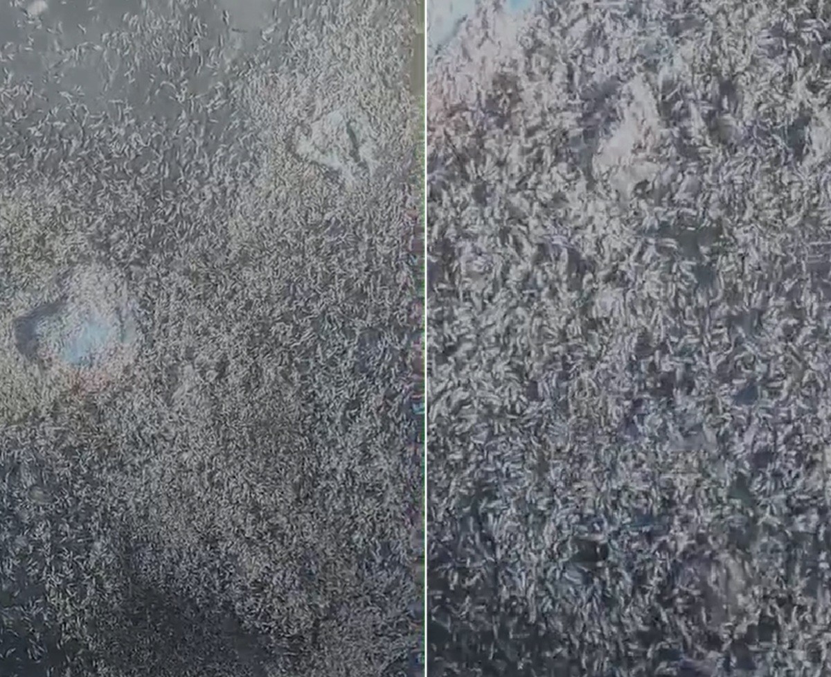 Vídeo mostra grande concentração de larvas na Lagoa de Araruama