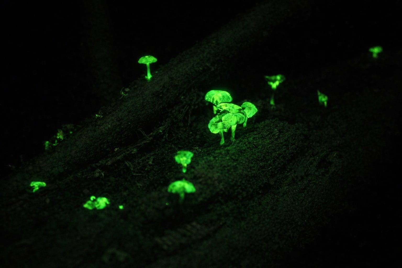 Por que alguns fungos brilham? Parque no interior de SP abriga espécies bioluminescentes; entenda