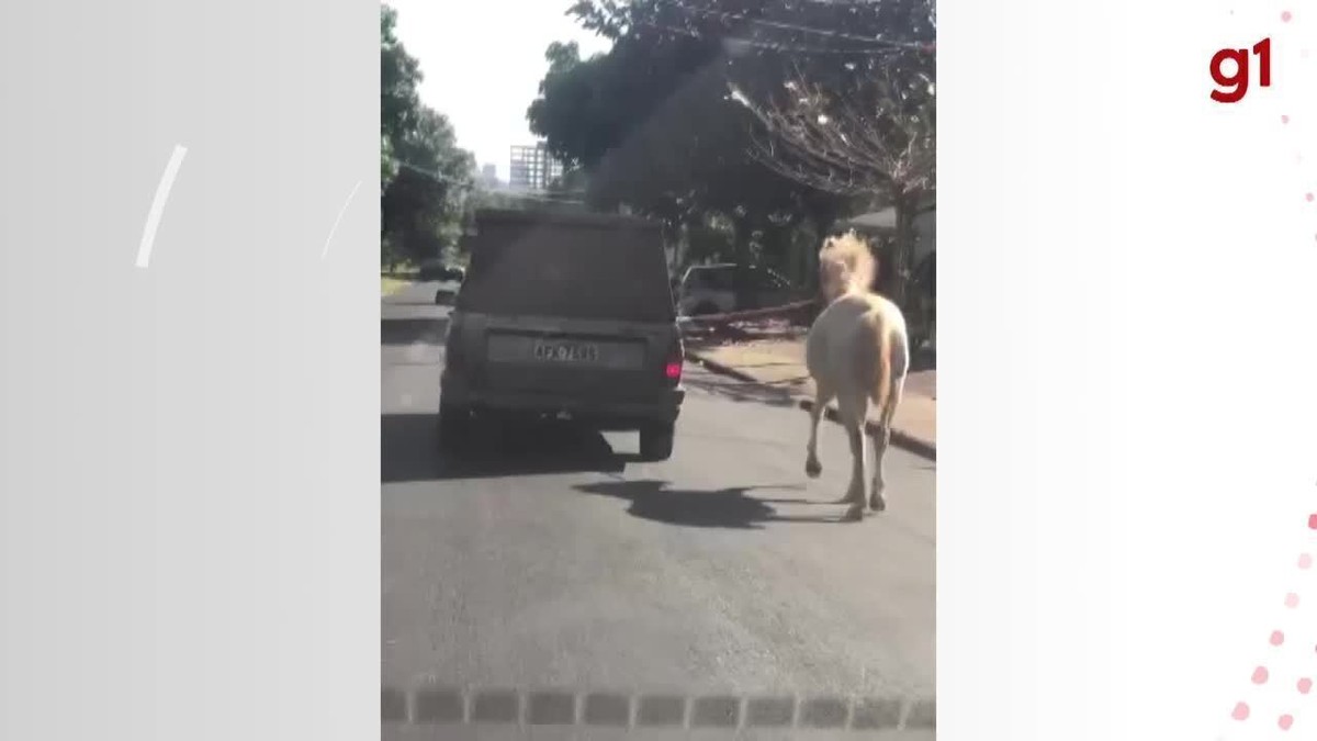 VÍDEO: Cavalo amarrado com corda é puxado à força por caminhonete em  Divinópolis, Centro-Oeste