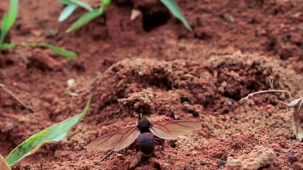 Tanajura possui asas e tem o abdômen crescido, sendo esta última parte a favorita de quem come a formiga — Foto: Globo Repórter