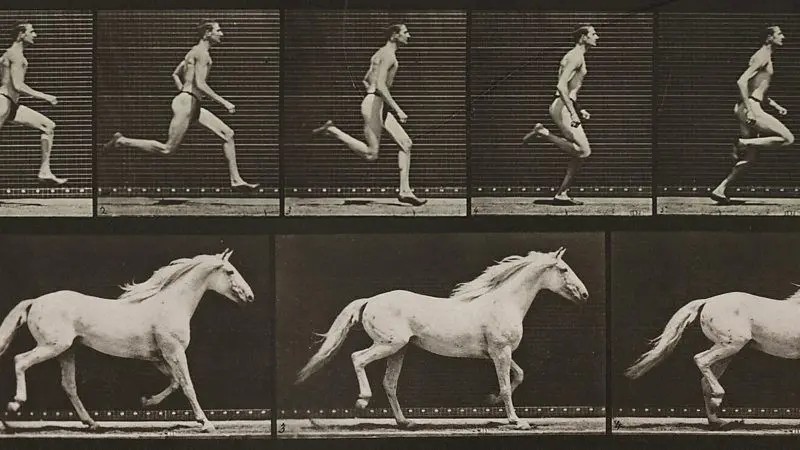 Os animais que você pode vencer em uma corrida — e os que são invencíveis