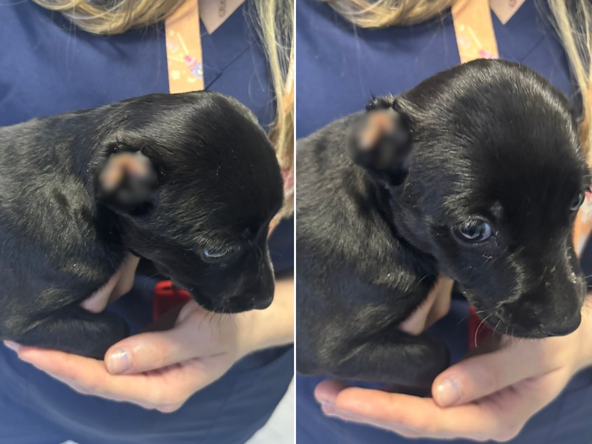 Cachorrinha perde orelha por necrose após tutora colocar laço apertado no interior de SP