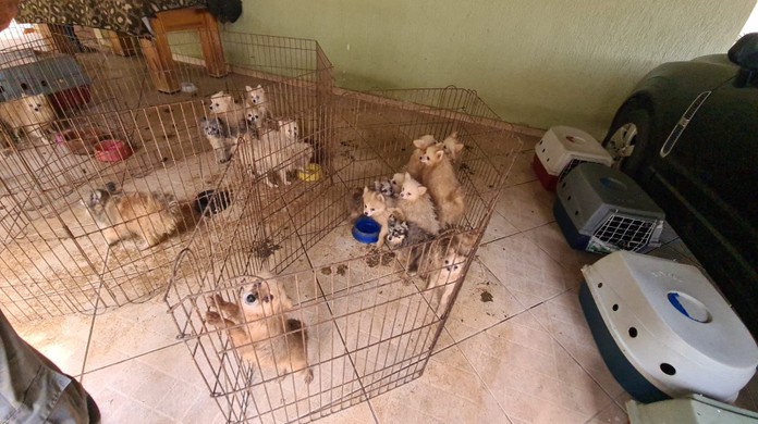 Justiça condena dona de cão que quase matou Lulu da Pomerânia