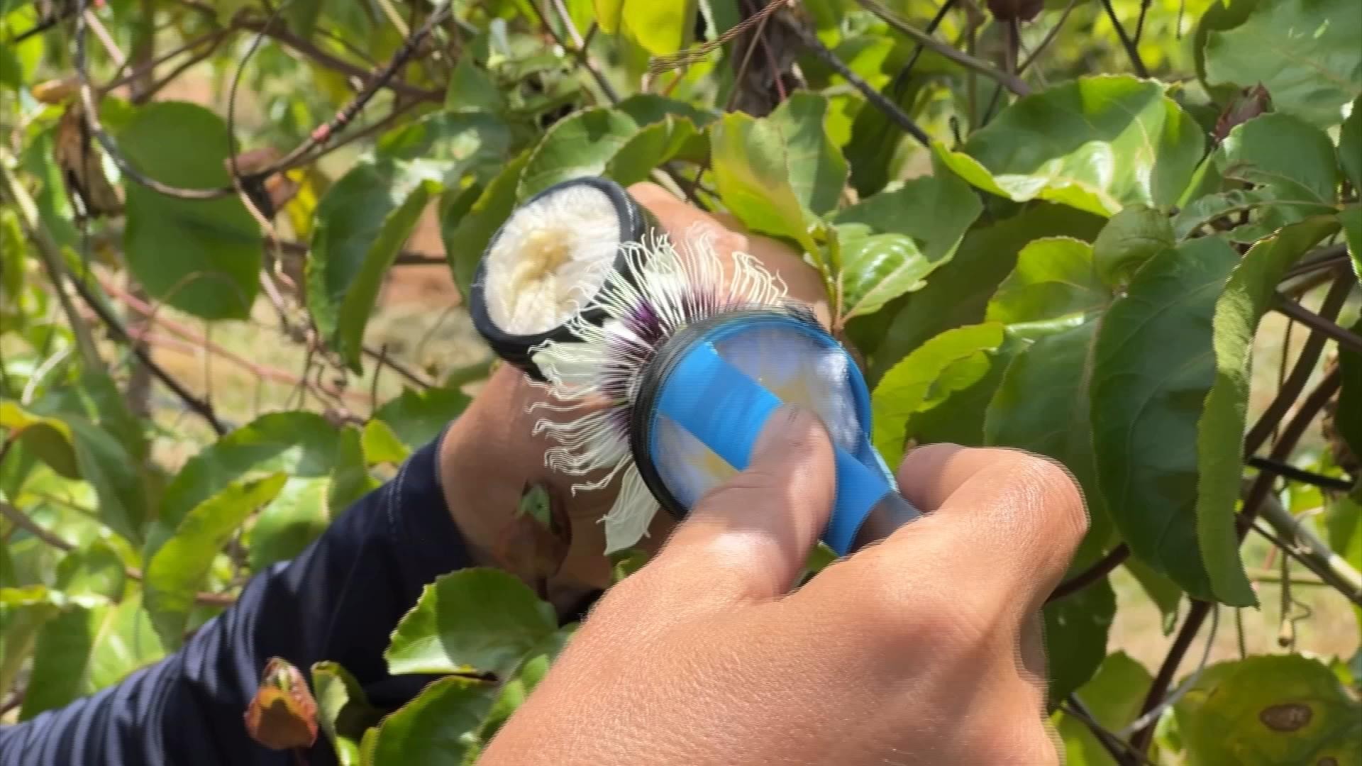 Na falta de mamangavas, produtores fazem polinização manual do maracujazeiro