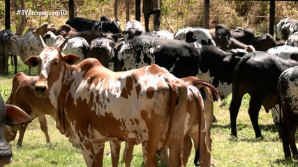 Além de bonito, nelore pintado chama a atenção dos pecuaristas para a produção