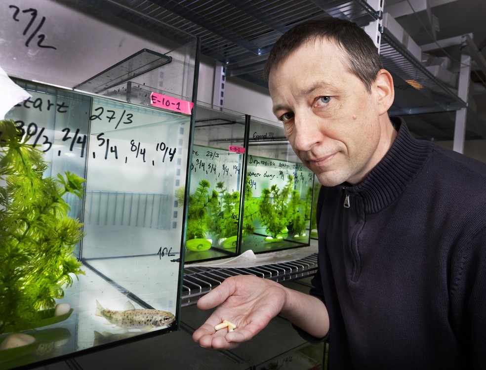 No estudo, os salmões receberam cápsulas de liberação lenta — algumas com cocaína, outras com um composto gerado quando o organismo humano metaboliza a droga. — Foto: Jörgen Wiklund
