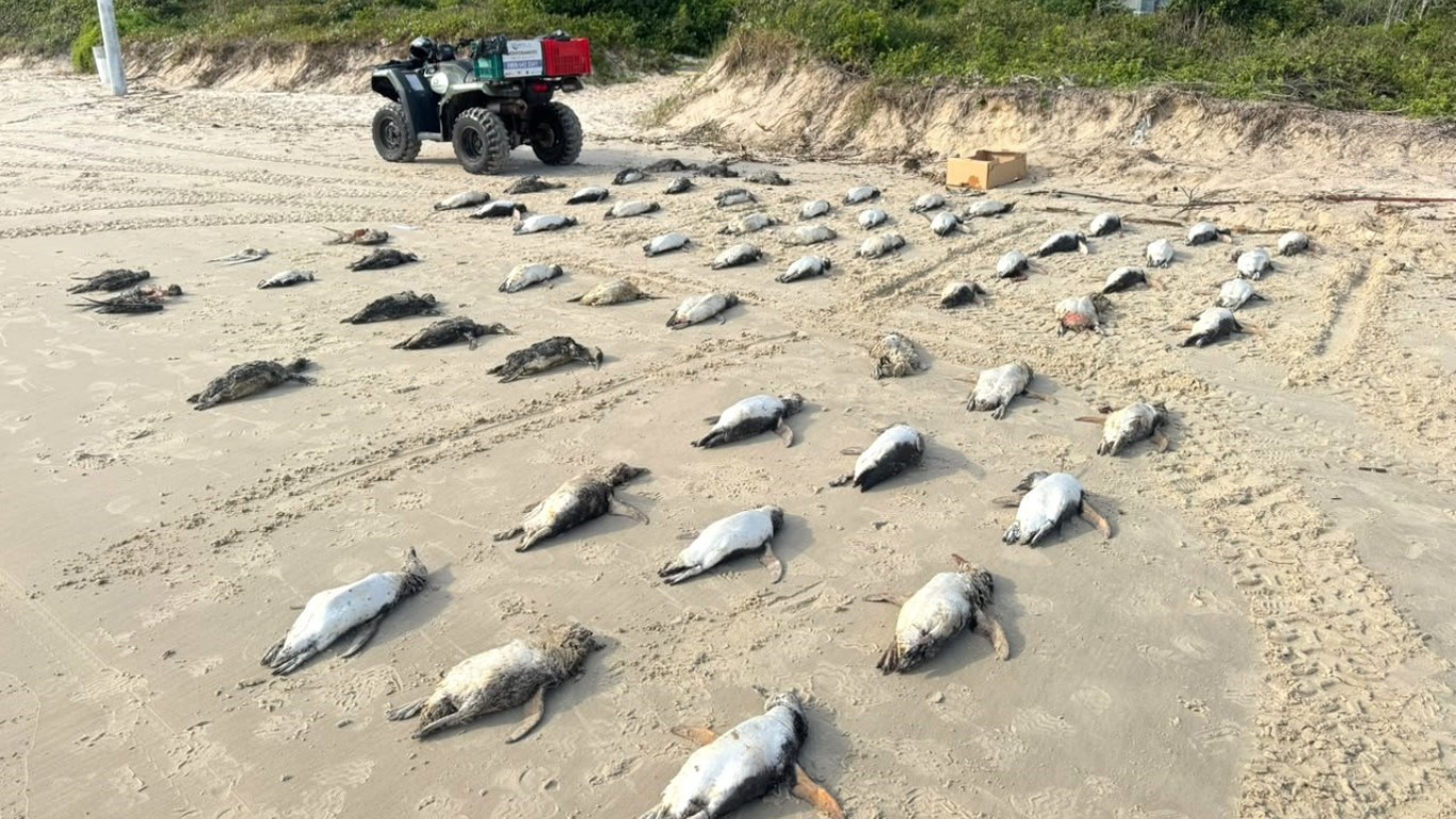 Mais de 2 mil pinguins são encontrados mortos em Florianópolis em 2026; 293 em apenas um dia