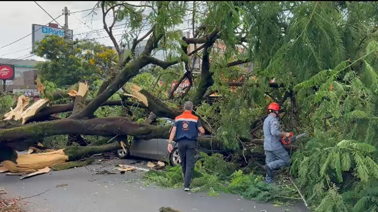Árvore de grande porte desaba sobre carro em movimento no interior de SP
