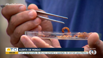Biólogo explica o que fazer em caso de picada de animais peçonhentos