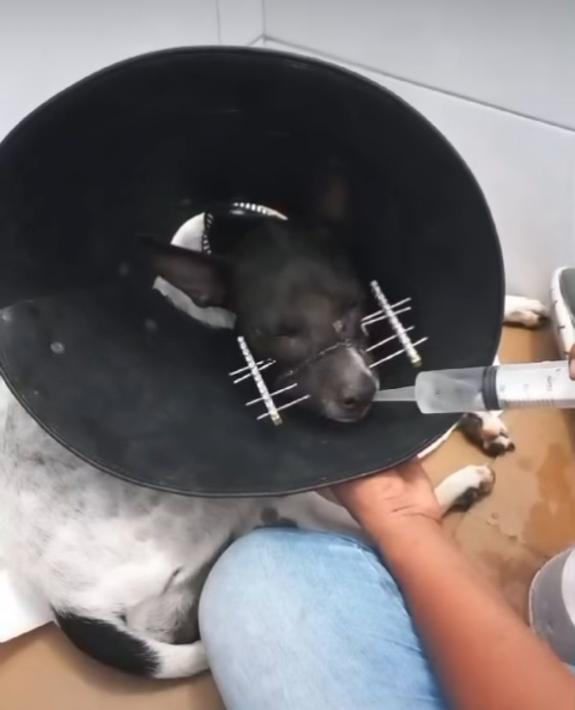 Cadela que teve focinho decepado em São Lourenço do Piauí dá à luz a  filhotes e passa por outra cirurgia de reconstrução