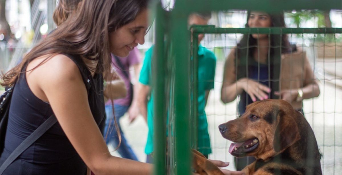 Juiz de Fora abre cadastro de voluntários para acolhimento e transporte de animais em emergências; veja como se inscrever