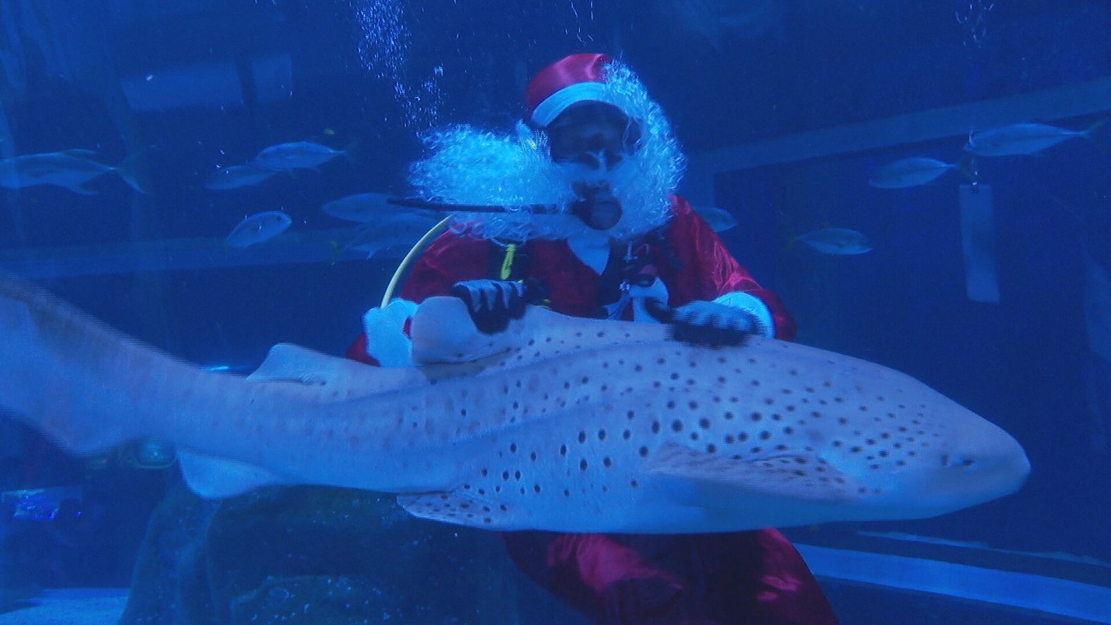 No calorão carioca, Papai Noel mergulhador se refresca entre peixes no AquaRio; VÍDEO