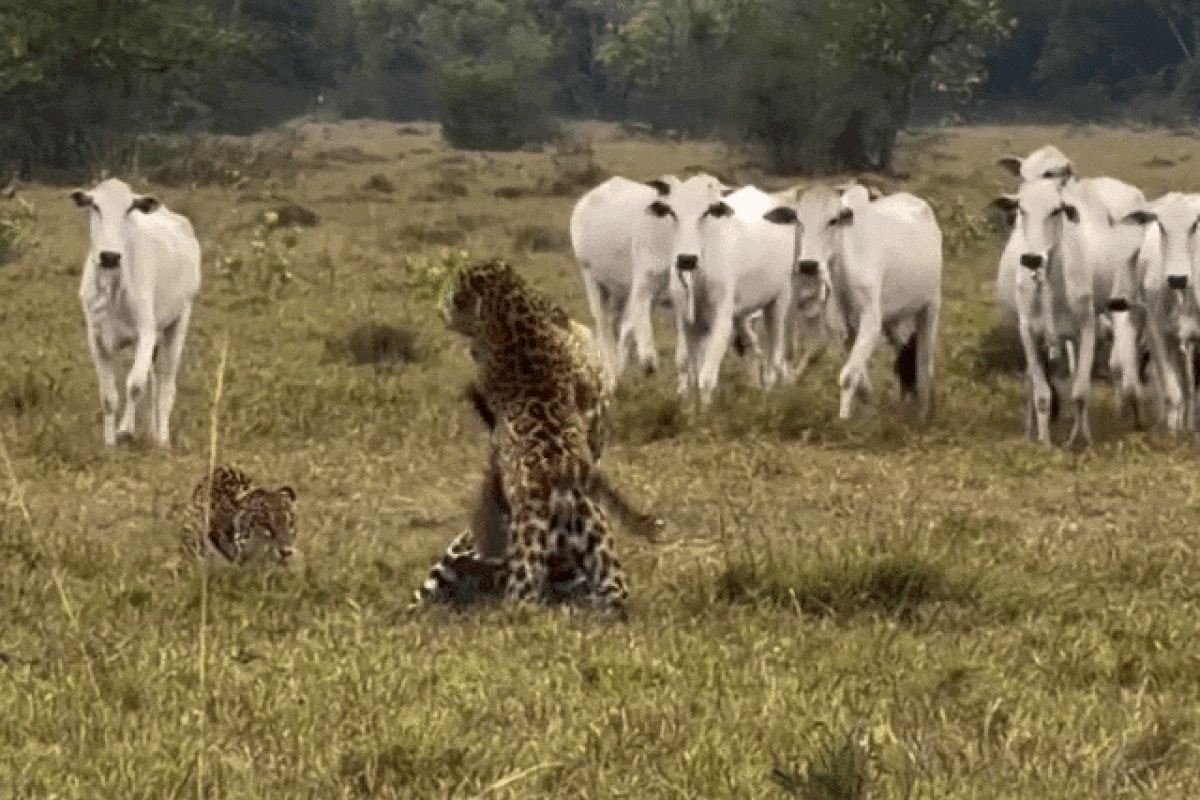 'UFC do Pantanal': onças-pintadas brigam por território com gado de plateia; veja vídeo